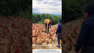 Feeding Free-Range Chickens Corn in the Forest – Happy Hens 🌽🐔