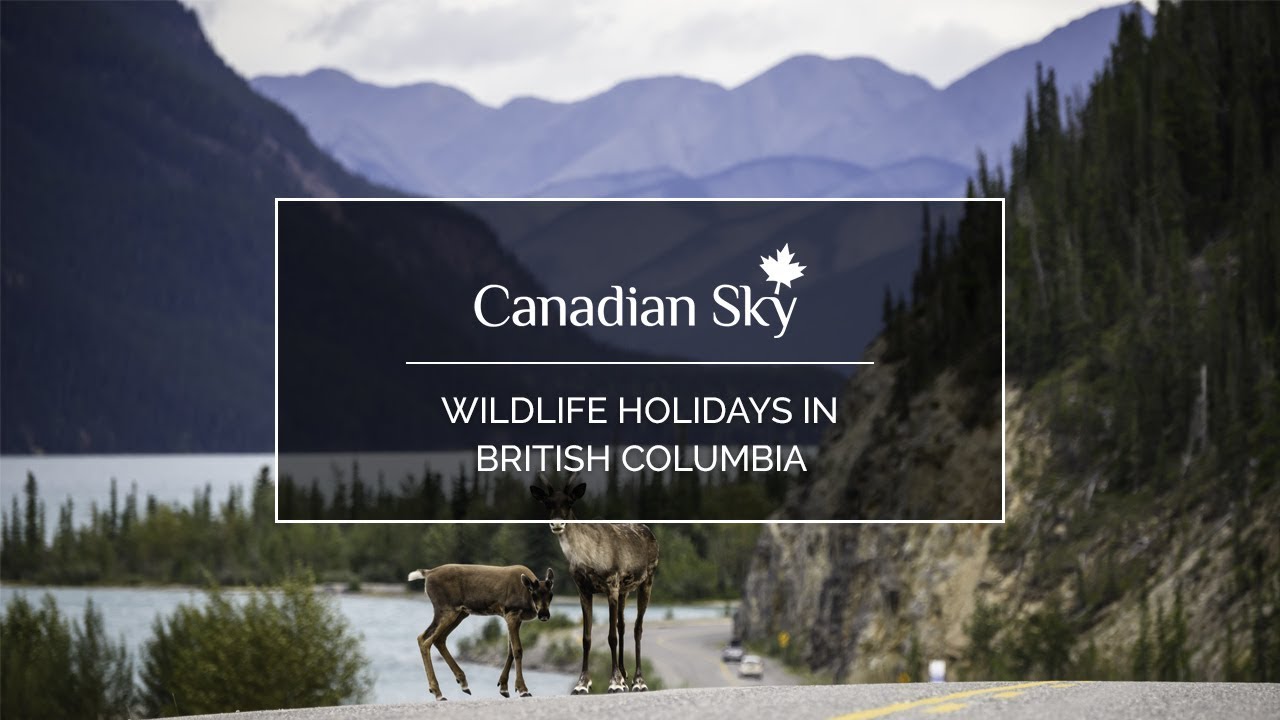tours in iceland Wildlife holidays in British Columbia | IRELAND