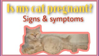 How to check your cat is pregnant |cat pregnancy signs n symptoms |how to tell your cat is pregnant