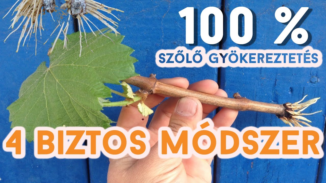 🍇 A SZŐLŐ GYÖKEREZTETÉSE - 4 BIZTOS MÓDSZER ( 100%-os módszer! )