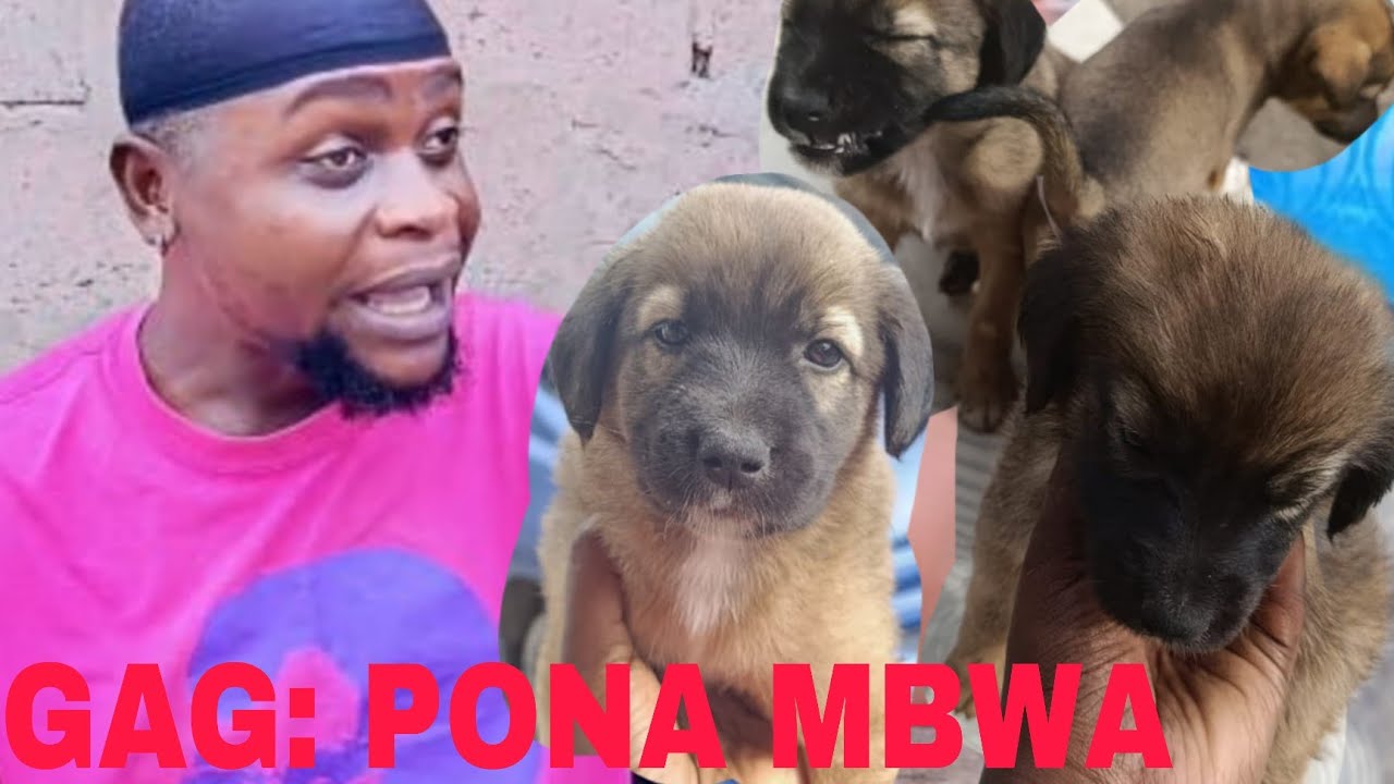 GAG: PONA MBWA 🐕‍🦺🐕‍🦺AVC MABIDI ET LA TEAM🙄🙄