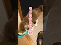 うちの猫が水を飲む前に必ず行う謎の仕草…水飲みベンベン #Shorts