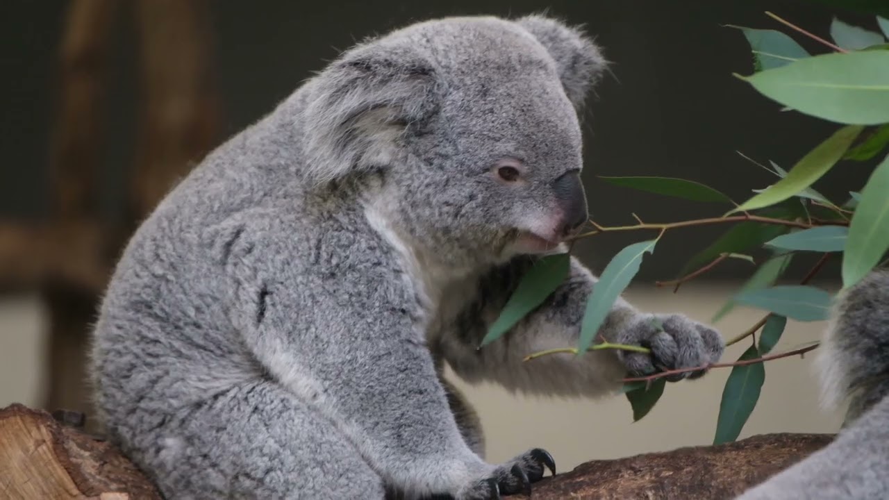 コアラ 5 - YouTube