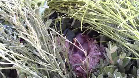 Baby Bird fighting for her life!