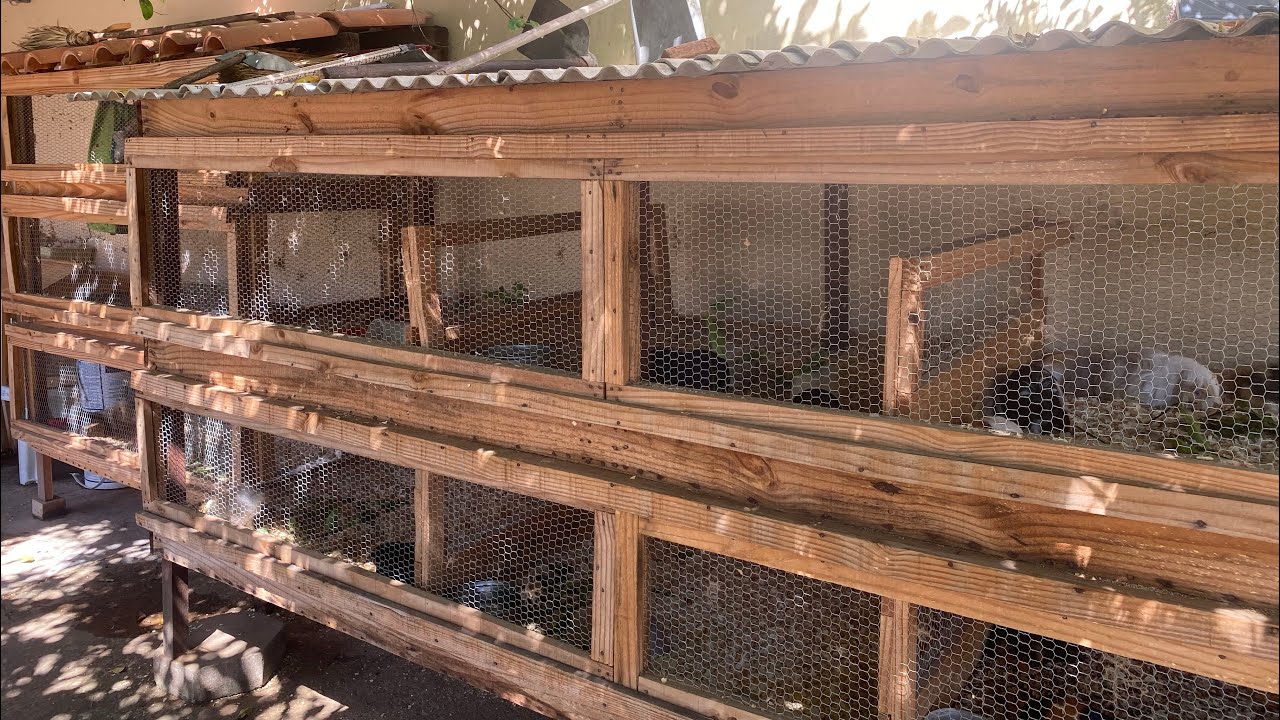 Minha criação de porquinhos da índia!