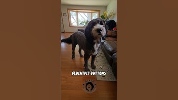 Walk outside. Houdini the talking dog. Fluent Pet buttons #dog #fluentpet #dogvideos #talkingdog