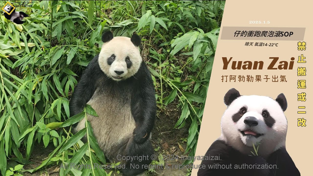 20250105 圓仔復刻上禮拜又提早睡醒，衝跑泡爬滾SOP連爬三棵樹，還去採礦弄髒屁屁 The Giant Panda Yuan Zai