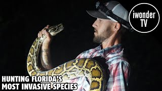 The Burmese Python Problem In The Florida Everglades And Iguana Problem In South Florida