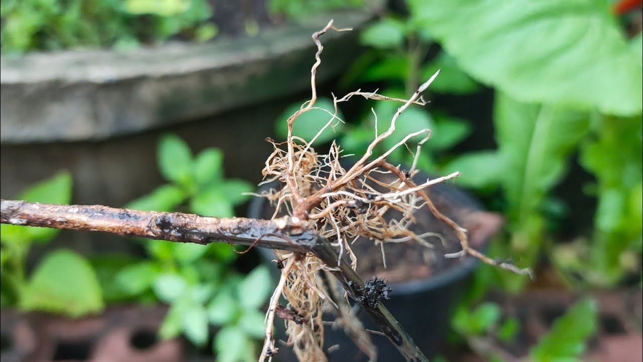 **พุทรานมสด**..ที่ตัดกิ่งปักชำ..ติดรากแข็งแรง😀