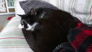 Marvin, the old tuxedo cat is sleeping on the couch by Benjamin Tobies 29 views 8 months ago 2 minutes, 44 seconds