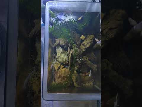 waktunya Guppy makan pakai Tetra guppy waktunya Guppy makan pakai Tetra guppy