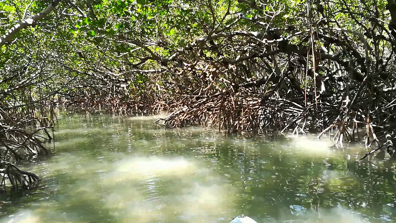 Florida Mangrove Tunnel YouTube