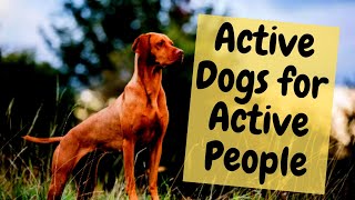 10 Active Dog Breeds for Active People by Dogs of YouTube 141 views 1 year ago 4 minutes, 29 seconds