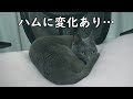 ママが入院してから数日で変化のある猫が出ました