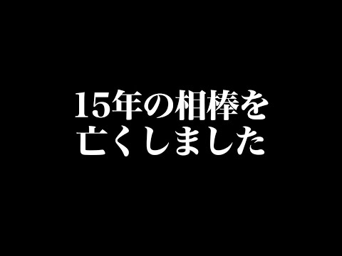 15年の相棒を亡くしました。