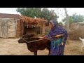 Desi family morning routine in village | Village family beautiful lifestyle