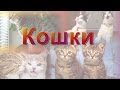 Кошки