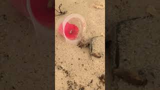 my ants are digging #ants #bughotel #nest #pets #hopeyou #birds #spider #nature #bug #memes #bugwar