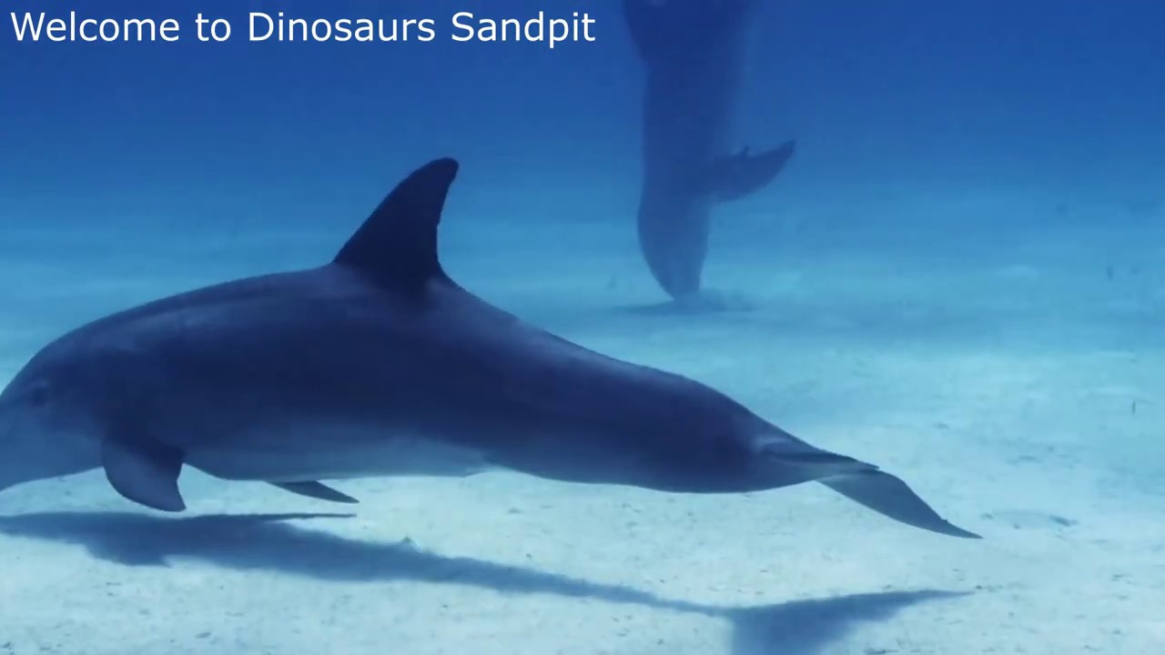 DOLPHINS’ Feeding Technique | Safety Tactic