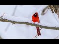 Echoes In The Snow 