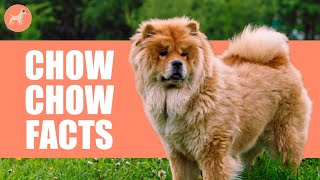 Chow Chow Dog Breed: 10 Amazing Facts You Must Know