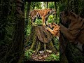 Secret Underground Shelter Under a Tree 🌳🏠 | Surviving Wild Animals 🐅