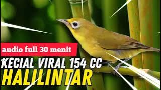 Full Joss Kecial Kuning Virall HALILINTAR 😱 audio full 30menit Joss Untuk Masteran | PEPADU KECIAL