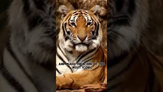 Hidden Stripes: The Skin Secrets of Tigers #facts #tigers #skin #stripes