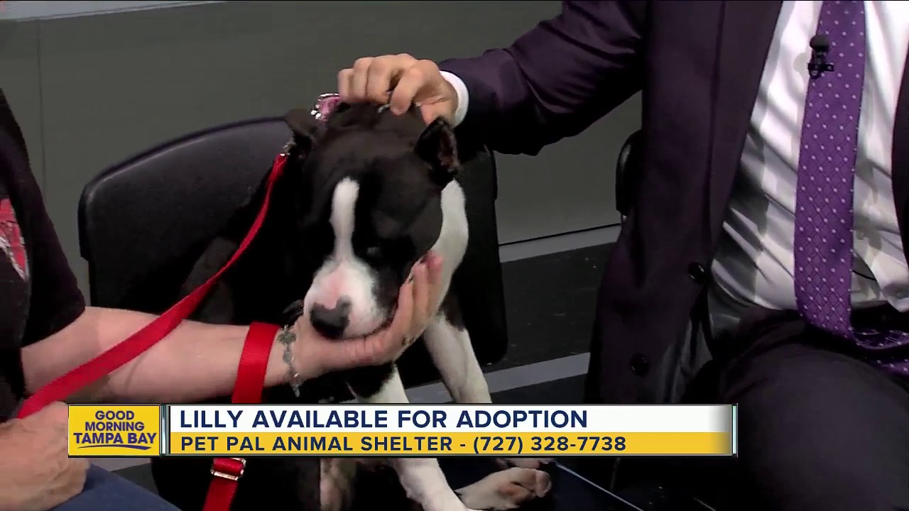 american pitbull terrier puppies for adoption pet of the week lilly is an 8 month old pit bull terrier puppy american pitbull terrier puppies for adoption pet of the week lilly is an 8 month old pit bull terrier puppy
