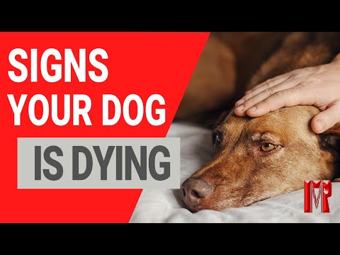 21 Signs Your Dog Is Dying And How To Help