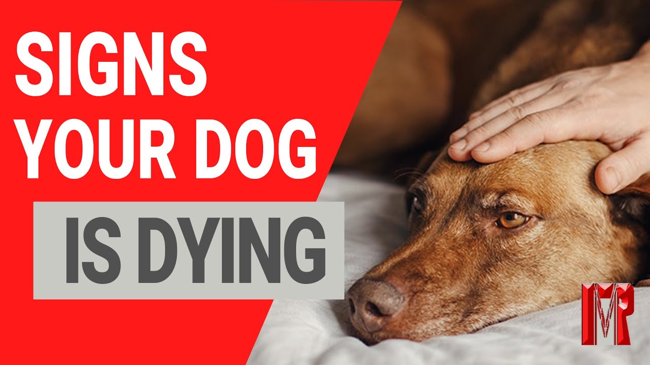 21 signs your dog is dying and how to help - YouTube