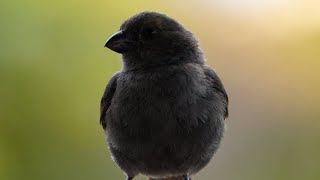 The hotel,our bajan bullfinch family we had on our balcony 