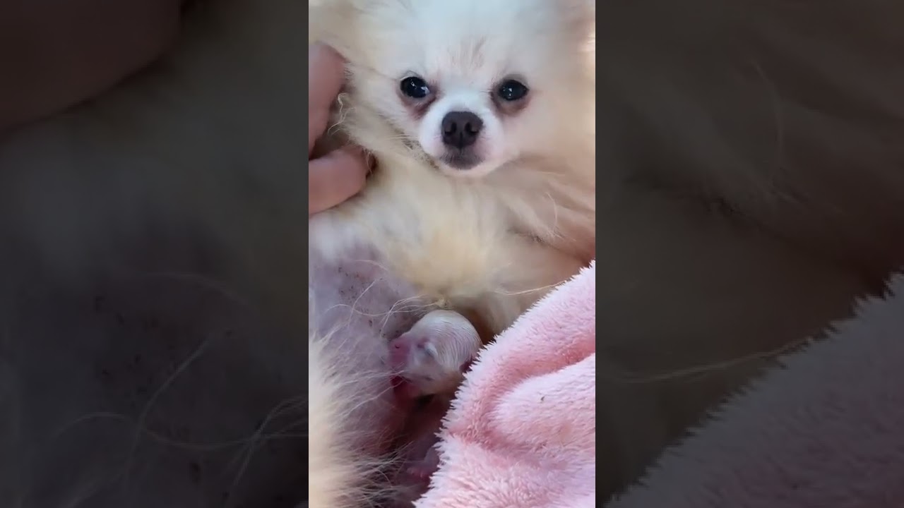 Parto da minha Spitz Alemão / Lulu da Pomerania