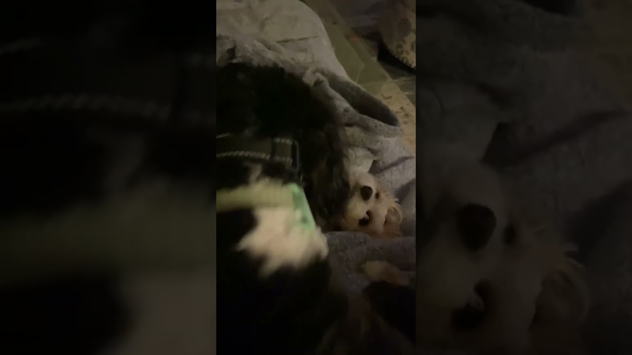 Loki's Cavapoo Jealousy! 😂🐾