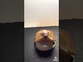 にょんにょん豚 NoNopip TikTok follower 5M 🐷🧢🌈にょん　ロング