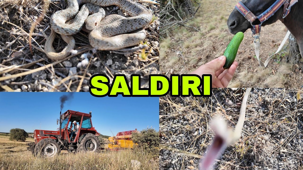YILAN SALDIRISI !! İLK BALYA HASADI !!! HAYALİM BİR DAMLA