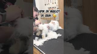 Lapin en maillot de bain ! 😅 #toilettage #groomer #grooming #lapin #bunny