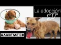 La adopción,¿Cómo adoptar?,¿Donde adoptar?,MagicTastico