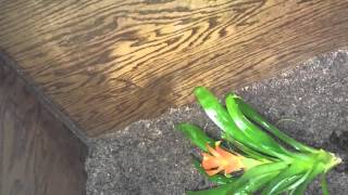 Planted Vivarium Setup