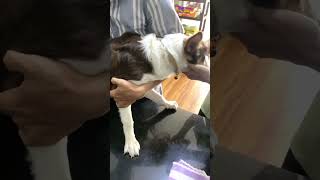 Ivermectin injections #dog #pets