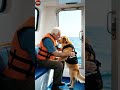 Dog Warning Humans People Evacuate in Haste #animals #pets #rescue #shorts