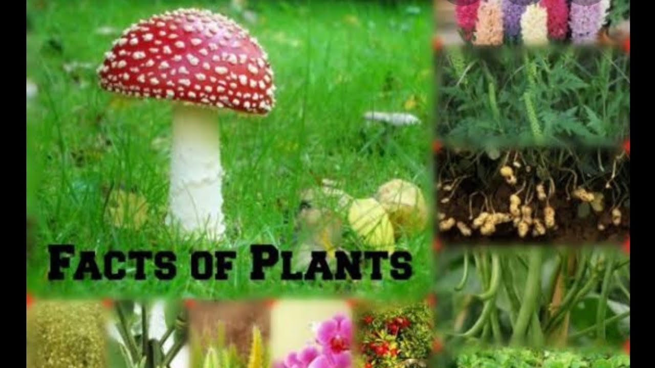 10 amazing facts about "PLANTS" you don't know!Hindi (episode 12