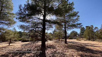 Wind Through Pine Trees | 3 Hours | 4k Video | Soothing Sounds for Sleep