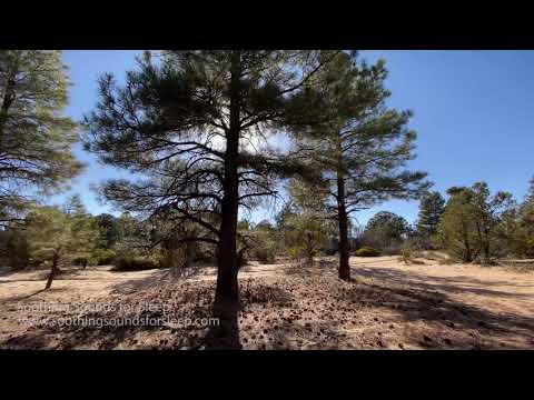Video: Samara Anomalies: Secrets Of The Ratcheysky Pine Forest - Alternative View