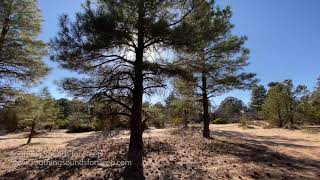 Wind Through Pine Trees | 3 Hours | 4k Video | Soothing Sounds for Sleep by Soothing Sounds for Sleep 24,067 views 3 years ago 3 hours, 5 minutes