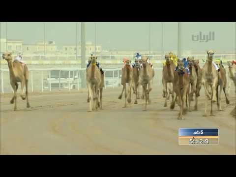 مهـرجـان السـلامـة الشوط الرئيسي الأول لقايا بكار الفترة المسائية 28 11 2016 