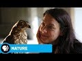 Understanding Hawk Training Techniques