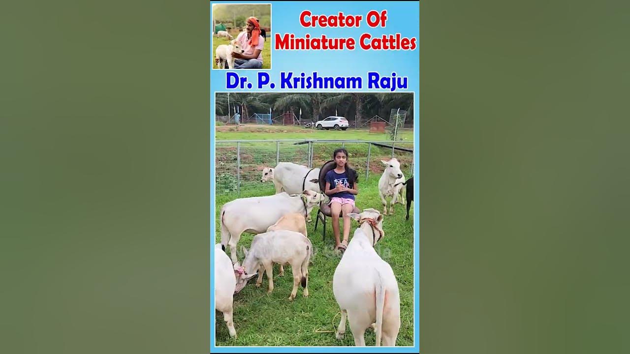 mini-cow-miniature-cows-dr-krishnam-raju-nadipathy-created-breed