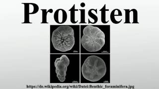 Protisten