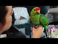 EMERGENCY! NEW PARROT RESCUE WITH HOPE FOR PAWS